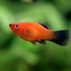 レッドワグプラティ赤黒、レッドプラティ稚魚6匹　の画像