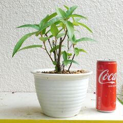 小品盆栽素材イヌビワ