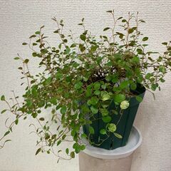 ワイヤープランツ スリット鉢付 観葉植物