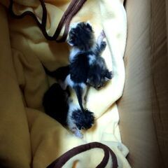 引き取り先が決まりました！至急　子ねこ　3匹います