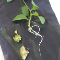 スーパー野菜！　ツルムラサキ科 オカワカメのムカゴ(別名 雲南百薬/雲龍菜/ｱｶｻﾞｶｽﾞﾗ/ぬるっぱ)の画像
