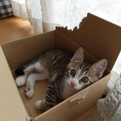 [募集停止]生後3ヶ月キジ白子猫ちゃんの里親さん募集