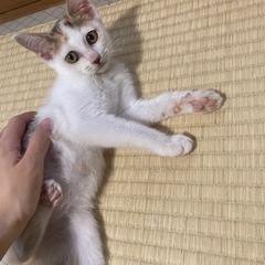 【里親さん候補と交渉中】三毛猫みーこ　三ヶ月