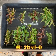 【水草】水上葉の有茎草たちの画像