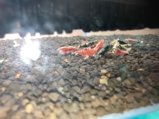 ビーシュリンプ#ギャラクシー#ハイグレード