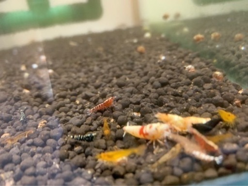 ギャラクシー#ビーシュリンプ#エビ