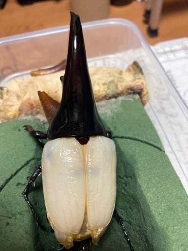 ヘラクレス　C68メテオ CBF3 ♂単　未後食　完品