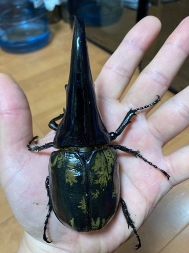 ヘラクレス　C68メテオ CBF3 ♂単　未後食　完品