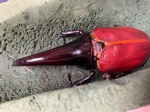 ヘラクレス　C68メテオ CBF3 ♂単　未後食　完品