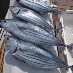 クルーザーで一緒に遊びませんか（島旅、魚釣り） - メンバー募集
