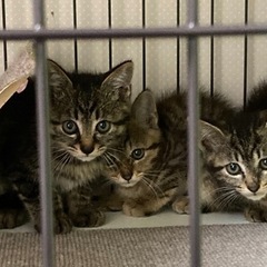 三兄弟（1.5か月くらい）※左の仔、素敵な里親さんのところに決ま...