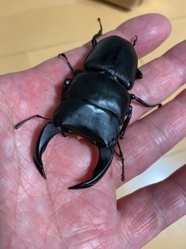 HOPEI 北峰　王翦Ｇ血統　ペア　♂70.0 ♀49.5