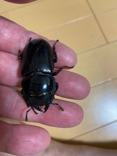 HOPEI 北峰　王翦Ｇ血統　ペア　♂70.0 ♀49.5