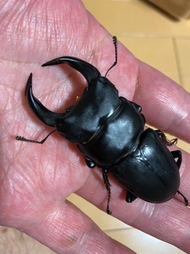 HOPEI 北峰　王翦Ｇ血統　ペア　♂70.0 ♀49.5