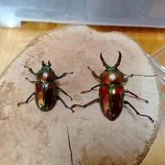 オオクワガタ✨新成虫✨等の画像