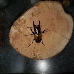 オオクワガタ✨新成虫✨等の画像