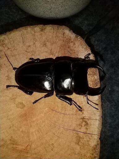 オオクワガタ✨新成虫✨等