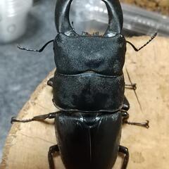オオクワガタ✨新成虫✨等の画像