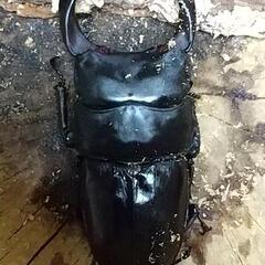 オオクワガタ✨新成虫✨等の画像