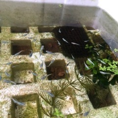 幹之(みゆき)メダカの稚魚☆20匹の画像