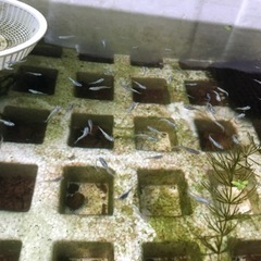 幹之(みゆき)メダカの稚魚☆20匹の画像
