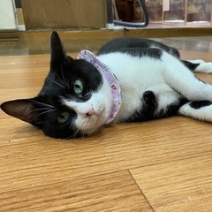 ★里親様✨募集致します★かあさん