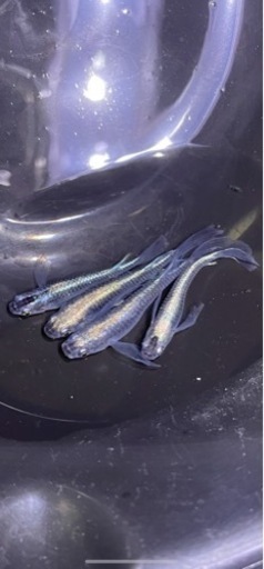 メダカ引退の為まとめて出品‼️（メダカの数が減ってしまったので、値下げ！）（現在取り引き検討中です）