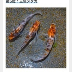 メダカ仲間