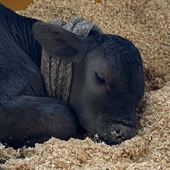 【まだまだ募集中！】牧場で子牛の育成の仕事