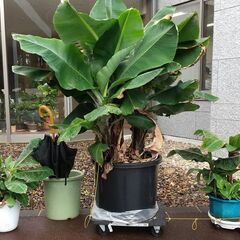 バナナの苗を無料でお分けします。