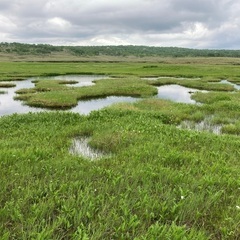 【7/24(日)】雨竜沼湿原に行こう🥾