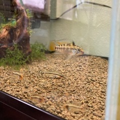 アピストグラマ　ビエジタ3 Wild の♂の画像