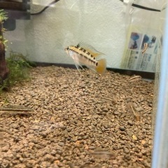 アピストグラマ　ビエジタ3 Wild の♂の画像