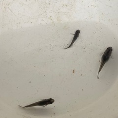 オロチ　メダカ　　大蛇　まっくろ