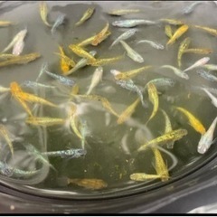 ラメMIX10匹1500円の画像
