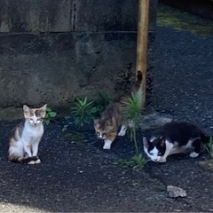 【急募！】子猫達の里親様募集しています