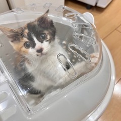 三毛猫の女の子です