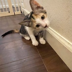 子猫だらけの保護猫譲渡会