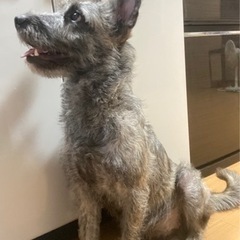 里親募集