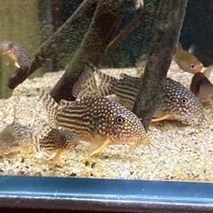 コリドラスステルバイ　産卵個体の画像