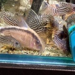 コリドラスステルバイ　産卵個体の画像