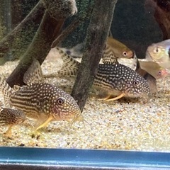 コリドラスステルバイ　産卵個体の画像