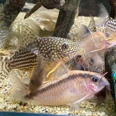 コリドラスステルバイ　産卵個体の画像