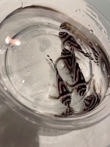 インペプレコ　9月中旬までお取置き中