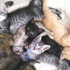 ミニミニ子猫譲渡会in西尾市♪2022年7月23日（土）～非営利...