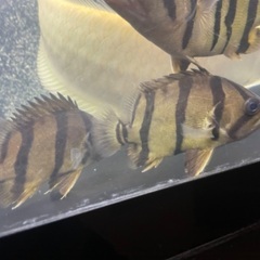 ダドニオの画像