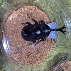 カブトムシ ペアの画像