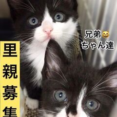 マンチカン（男の子１ニャン女の子１ニャン）　子ネコちゃん兄弟●●...