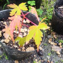 🍁紅葉🍁の苗の画像