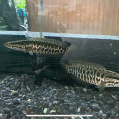 雷魚　無料　神奈川　発送ok